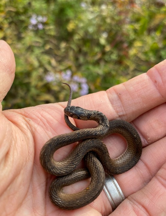 Brown Snake